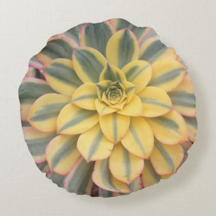 Aeonium-"Sonnendurchbruch-" saftiges Wurfs-Kissen Rundes Kissen