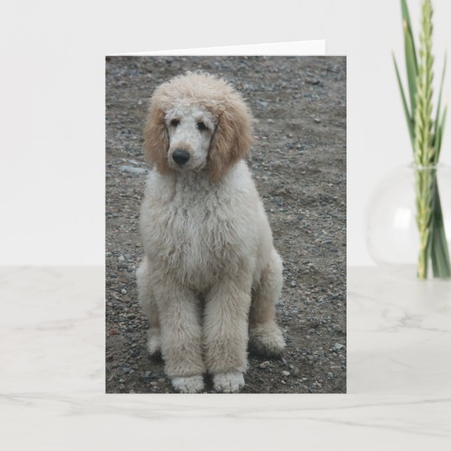 Aero 7 karte (Vorderseite)