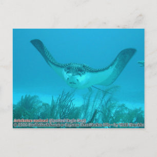 Aetobatus narinari (Gepunkteter Adlerross) Postkarte