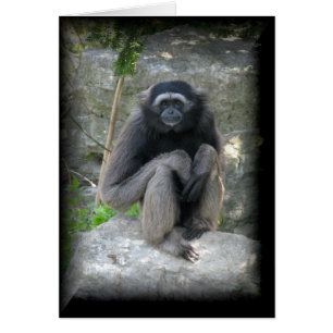 Affe