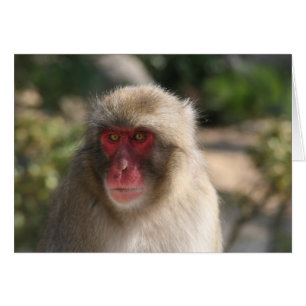 Affe