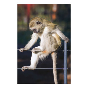 Affe auf Zaun Hochwertige Printwerbung Fotodruck
