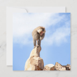 Affe Baboon auf einem Berg Feiertagskarte