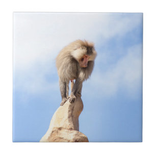 Affe Baboon auf einem Berg Fliese