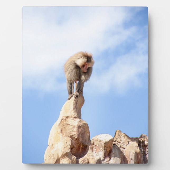Affe Baboon auf einem Berg Fotoplatte (Vorderseite)