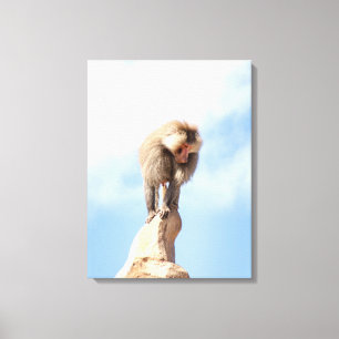Affe Baboon auf einem Berg Leinwanddruck