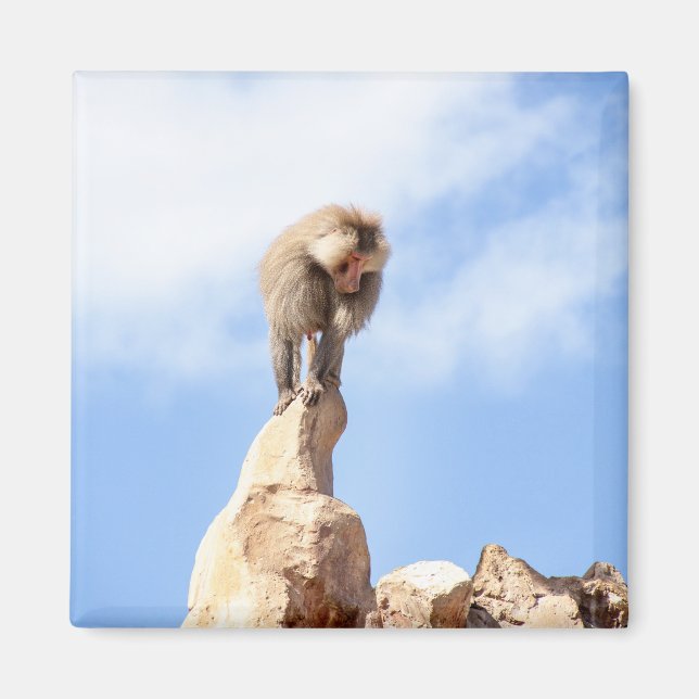 Affe Baboon auf einem Berg Magnet (Vorne)