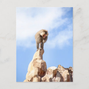 Affe Baboon auf einem Berg Postkarte