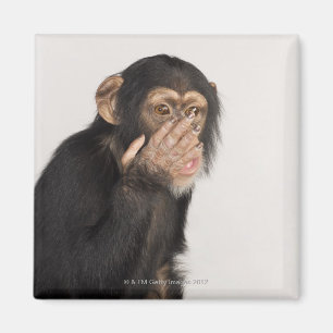 Affe, der sein Gesicht reibt Magnet