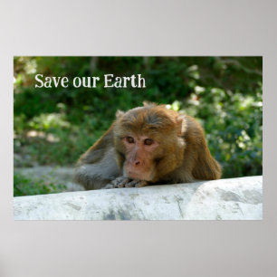 Affe - Großvater Poster