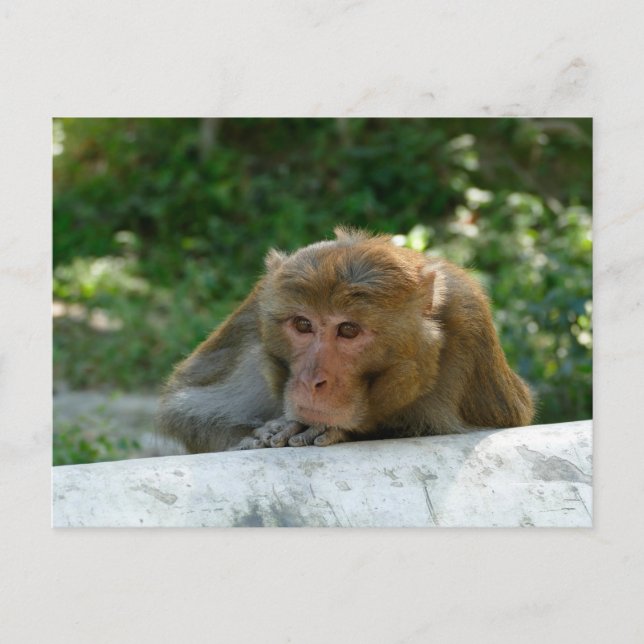 Affe - Großvater Postkarte (Vorderseite)