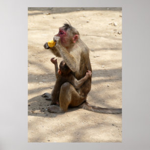 Affe - Ich wollte auch etwas Poster