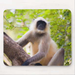 Affe im Dschungel des Ranthambore-Nationalparks Mousepad