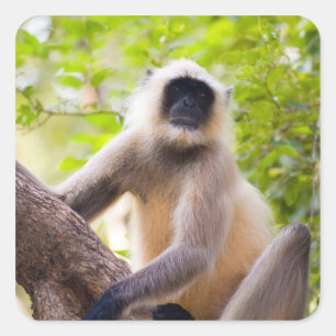 Affe im Dschungel des Ranthambore-Nationalparks Quadratischer Aufkleber