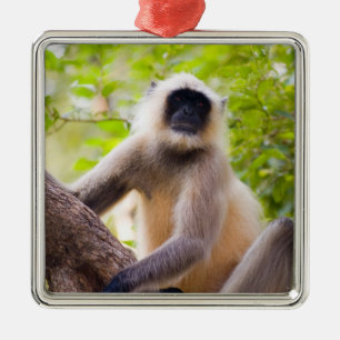 Affe im Dschungel des Ranthambore Nationalparks Silbernes Ornament