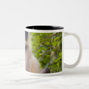Affe im Dschungel des Ranthambore-Nationalparks Zweifarbige Tasse