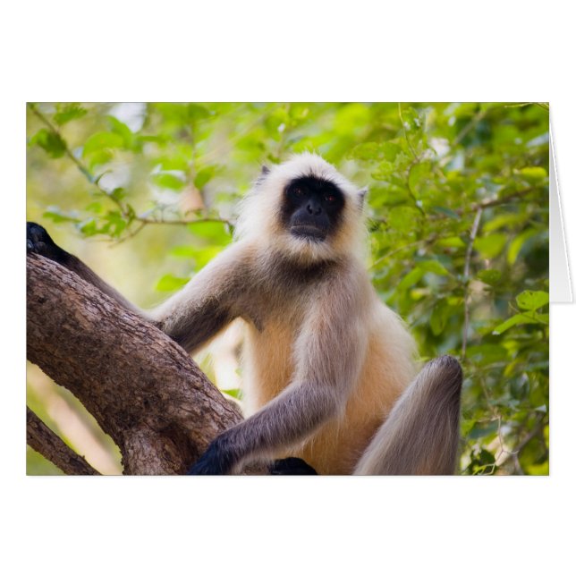Affe im Dschungel des Ranthamborner Nationalparks (Vorderseite (Horizontal))