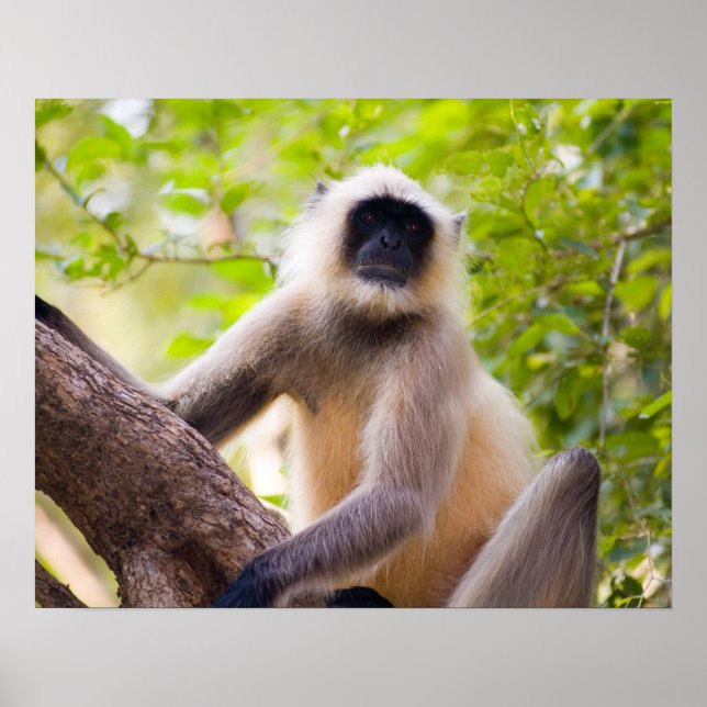 Affe im Dschungel des Ranthamborner Nationalparks Poster (Vorne)
