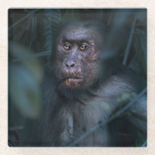 Affe im Dschungel Glasuntersetzer
