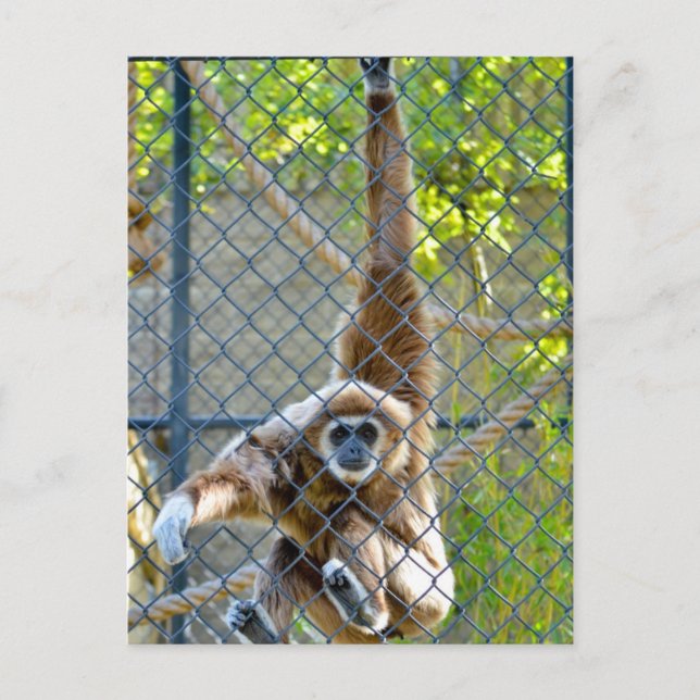 Affe im Zoo-Habitat Postkarte (Vorderseite)