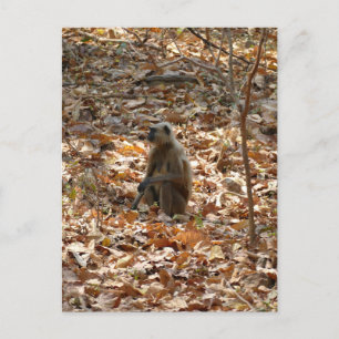 Affe in der trockenen Jahreszeit Postkarte