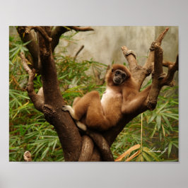 Affe in einer Baumkanvas Poster