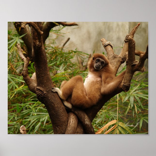 Affe in einer Baumkanvas Poster (Vorne)