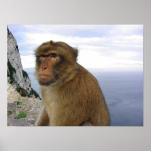 Affe in Gibralter Poster