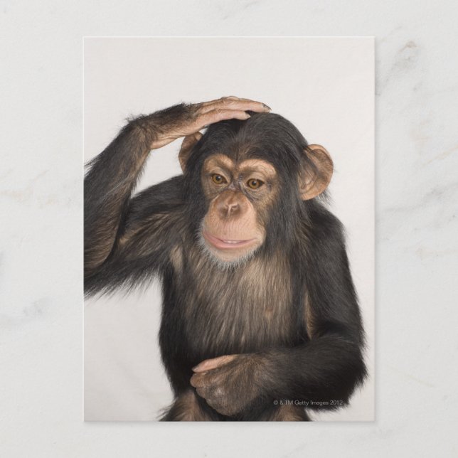 Affe kratzt sich am Kopf Postkarte (Vorderseite)