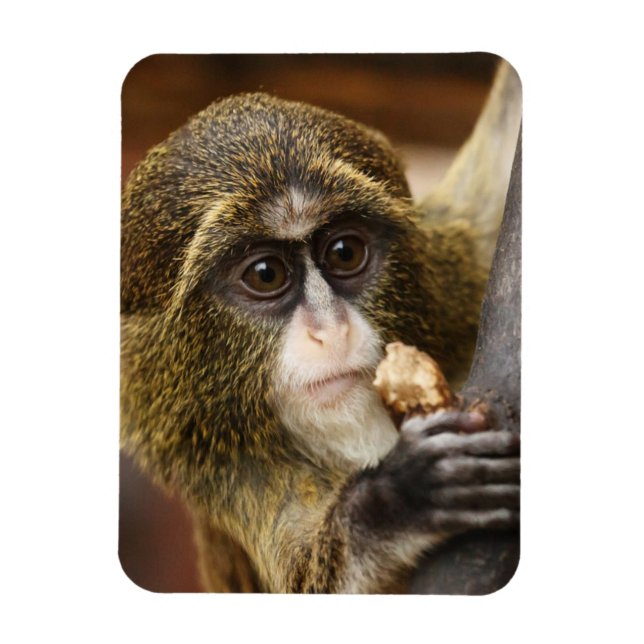 Affe Magnet (Vertikal)