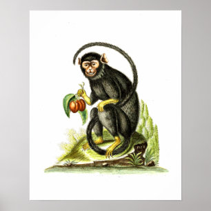 Affe mit Obst Poster