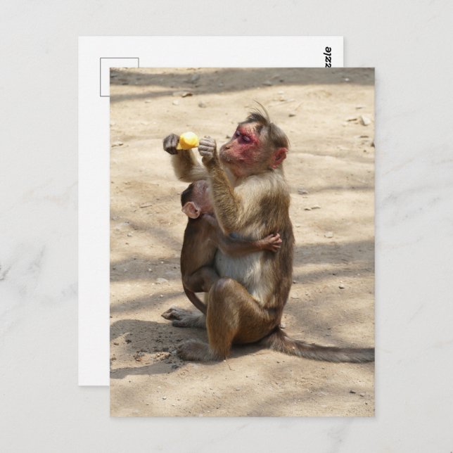 Affe - Mutterfrühstück Postkarte (Vorne/Hinten)