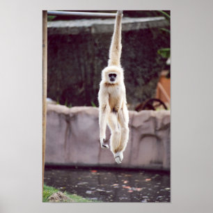 Affe Poster