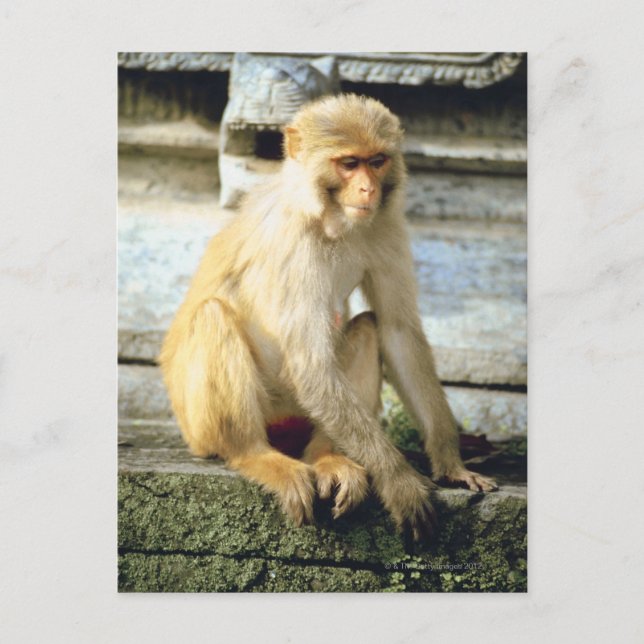 Affe Postkarte (Vorderseite)