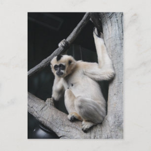 Affe Postkarte