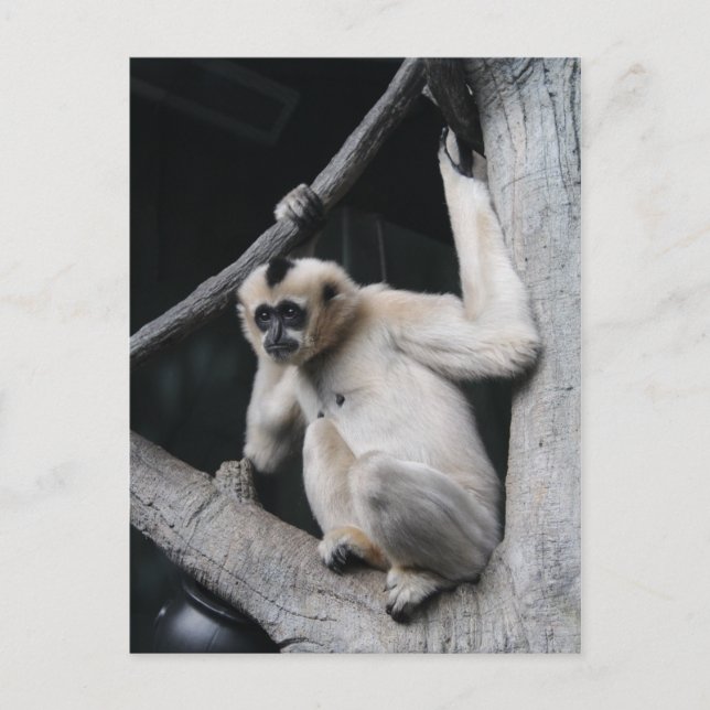 Affe Postkarte (Vorderseite)