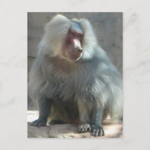 Affe Postkarte