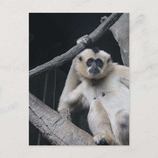 Affe Postkarte (Vorderseite)
