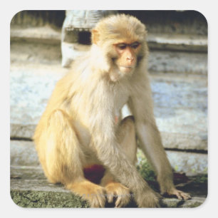 Affe Quadratischer Aufkleber