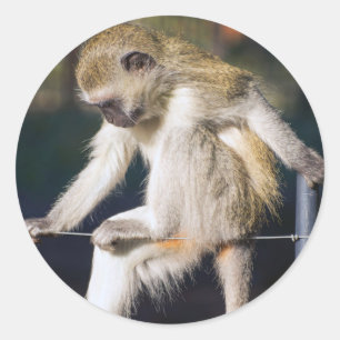 Affe Runder Aufkleber