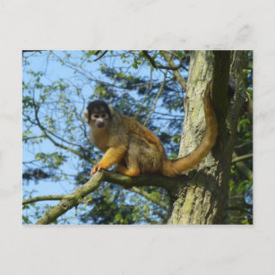 Affe Totenkopfäffchen sitz auf einem Baum Postkarte