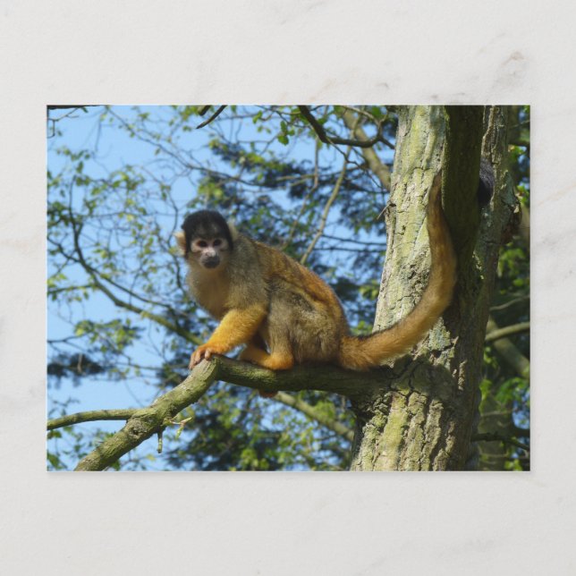 Affe Totenkopfäffchen sitz auf einem Baum Postkarte (Vorderseite)