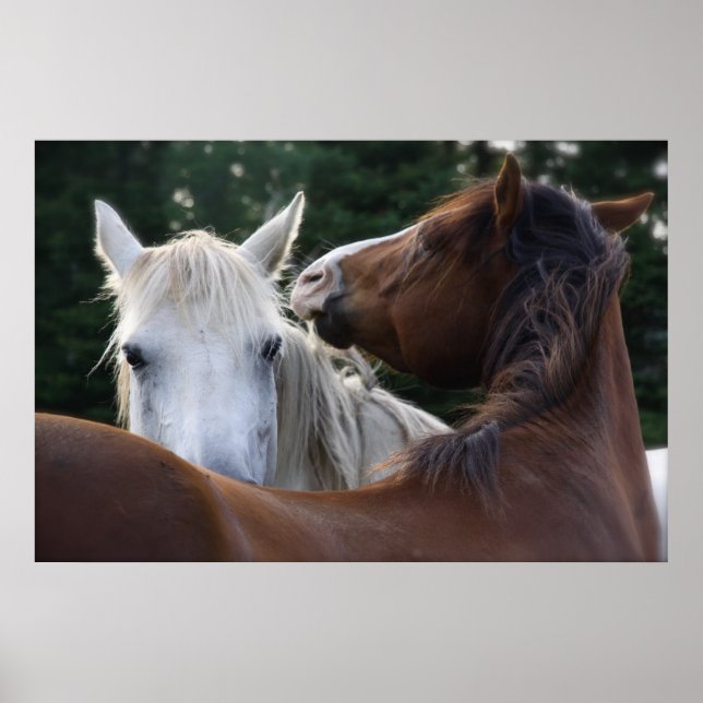 Affection du cheval - affiche (Devant)
