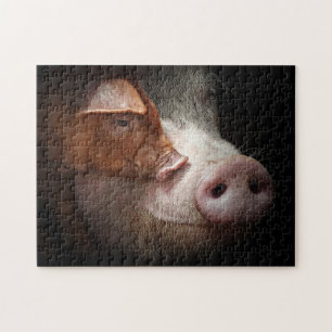 Affektionierte Schweine und Landtiere Fotografie