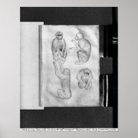 Affen aus dem Vallardi-Album