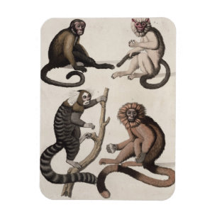 Affen (farbige Litho) Magnet