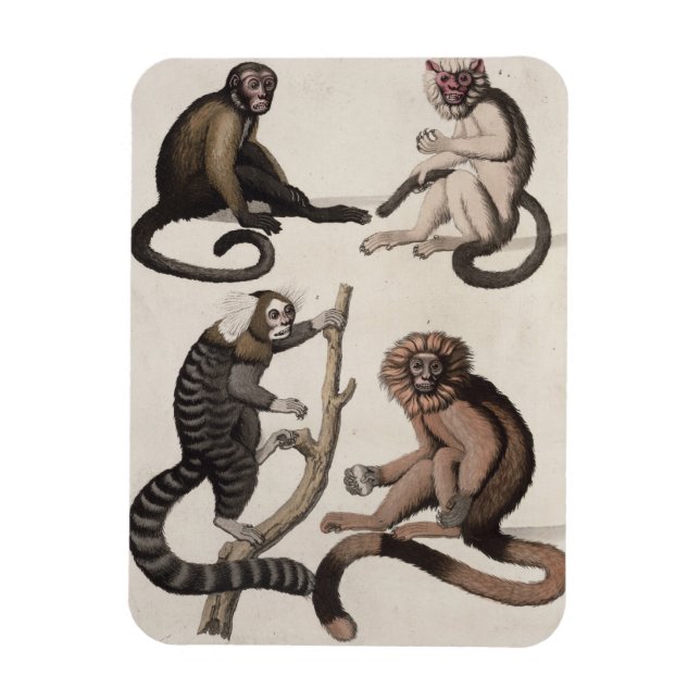 Affen (farbige Litho) Magnet (Vertikal)