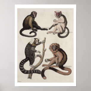 Affen (farbige Litho) Poster