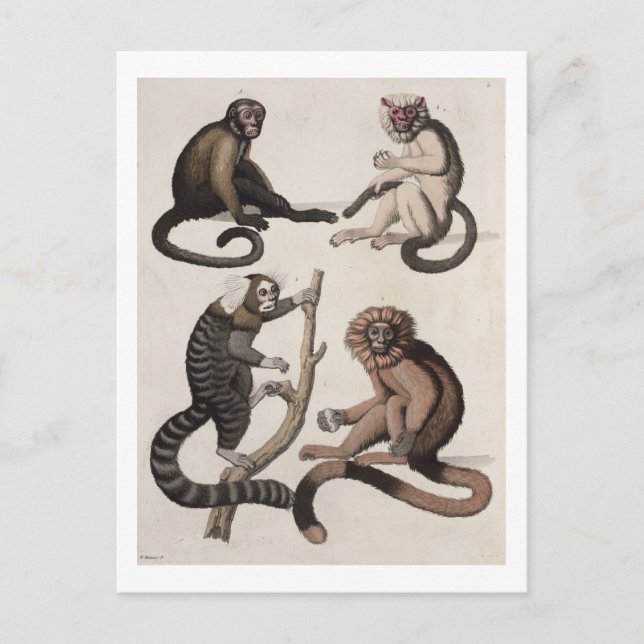 Affen (farbige Litho) Postkarte (Vorderseite)