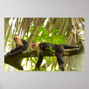 Affen mit weißer Face in Costa Rica Poster